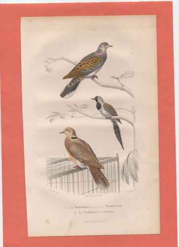 Gravure Oiseau Buffon Traviès