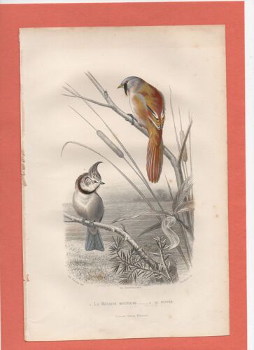 Gravure Oiseau Buffon Traviès