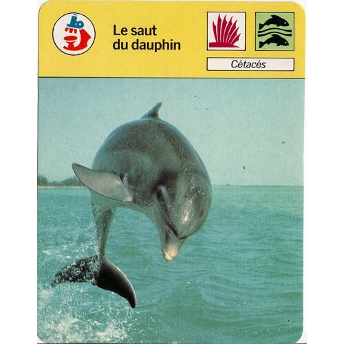 Fiche Cousteau Le Saut Du Dauphin
