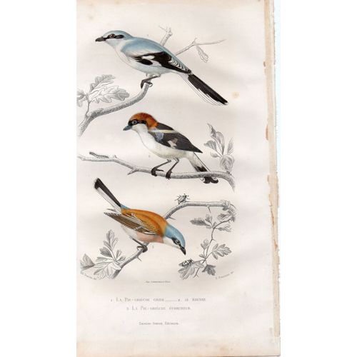 Gravure Oiseau Buffon Traviès