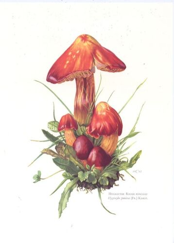 Champignons D'europe.  180 Planches En 6-8 Couleurs.