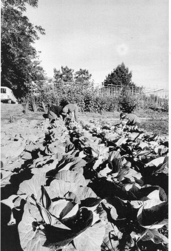 Carte De Recette De Cuisine En Image - (Ref Bur ) 21 Cm X 12.50 Cm- L'harira - Soupe Marocaine- Edition Ateliers Collectifs De La Ceze Et De L'auzonnet