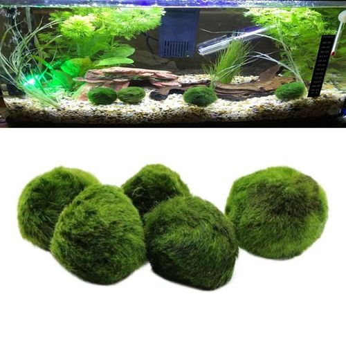 2 Pieces Boule De Mousse Marimo Verte Plantes Aquatiques Cladophora Boule Terrarium Ornements Pour Aquarium Aquarium Diametre Decoration