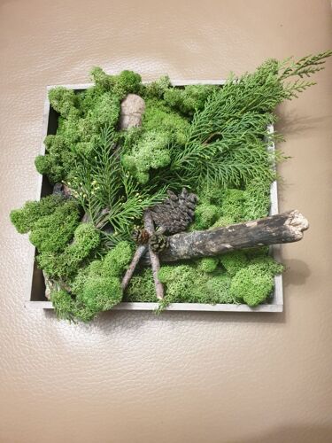 Tableau Végétal Lichens