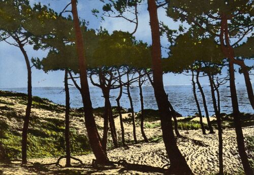 St Jean-De-Mont   La Mer À Travers La Forêt Des Demoiselles