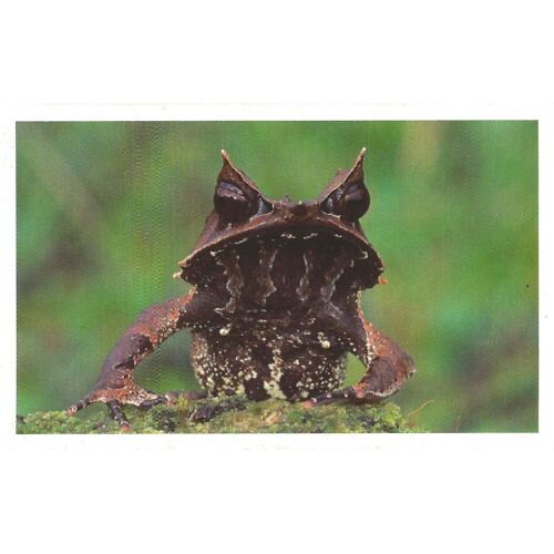 Autocollant Sticker Image Auchan 2013 Junglemania Grenouille Cornue Asiatique N° 166
