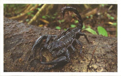 Autocollant Sticker Image Auchan 2013 Junglemania Scorpion N° 160