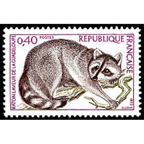 Raton Laveur De La Guadeloupe