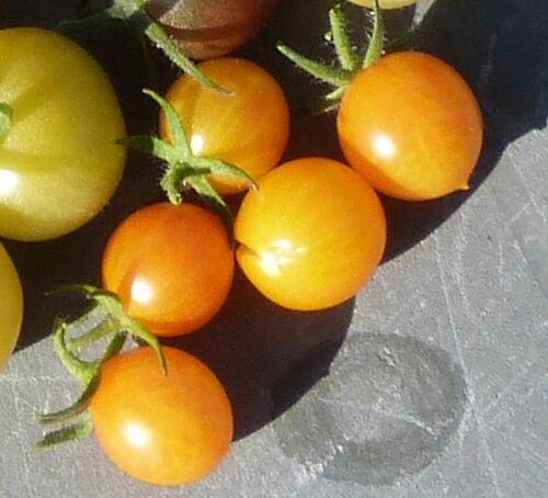 Tomate Cerise "1000 Fleurs" - 15 Graines