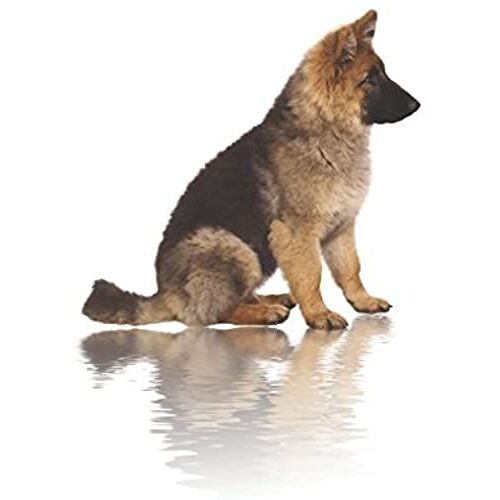 Boone (Hmb Doggie Series)