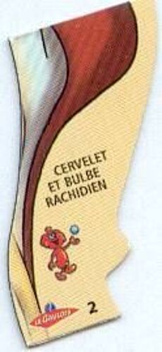 Magnet - Il Était Une Fois La Vie - Corps Humain - 2 - Cerveau Et Bulbe