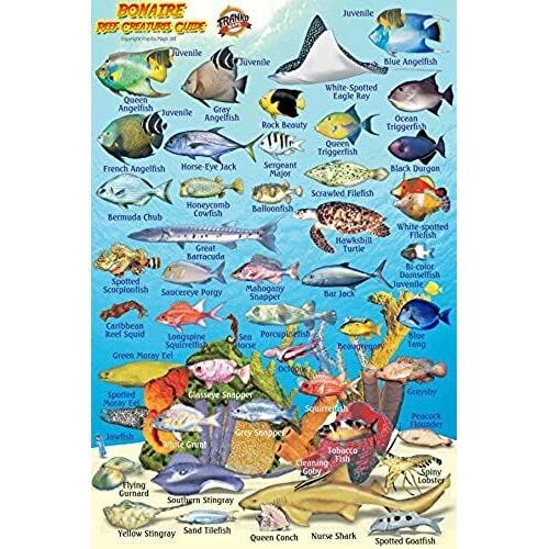Bonaire Reef Creatures Guide Franko Maps Laminated Fish Card 4" X 6"