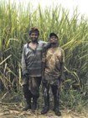 Africa Remix : Contemporary Art Of A Continent