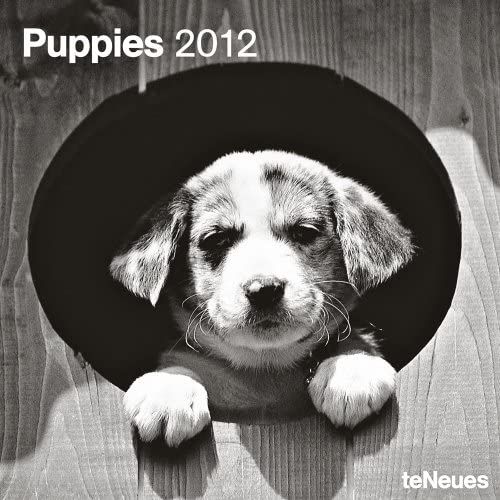2012 Puppies Wall Calendar (English, German, French, Italian, Spanish And Dutch Edition)
