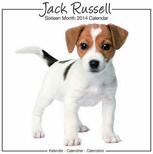 Jack Russell 2014 Studio Wall Calendar