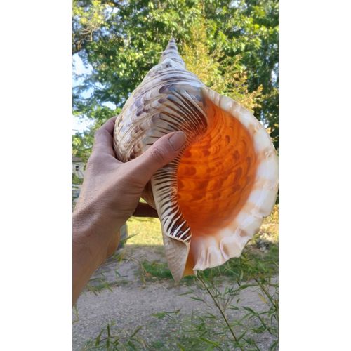 Charonia Tritonis Xxl 39cm- Trompette De Triton - Conque