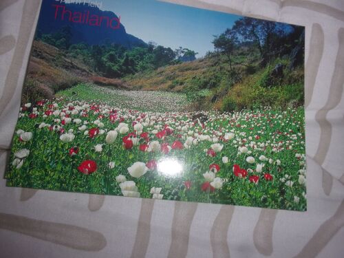 Culture Opium Thailande
