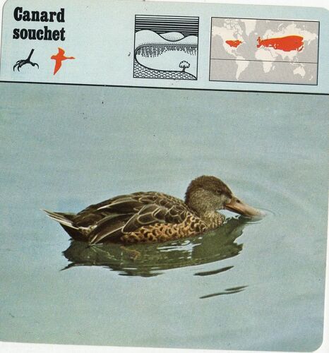 Fiche Canard Souchet