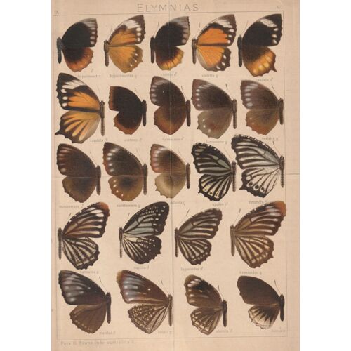 Adalbert Seitz Editions Le Moult Planche Elymnias (Papillons De Jour) Fauna Indo-Australia 1 Planche 87