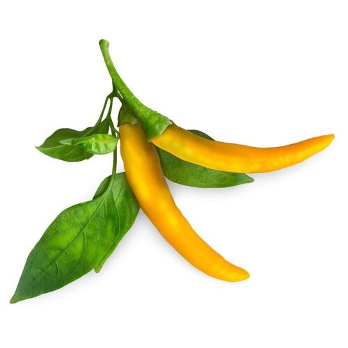 Click & Grow Piment Jaune