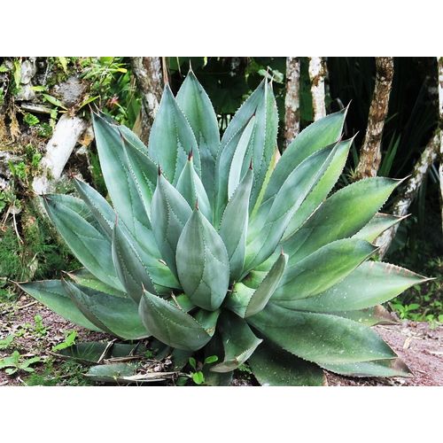 Aloé Vera Géant 10 Graines De Plante Hydratante 100% Bio Peau Cheveux Soin Beauté Naturel Top Qualité