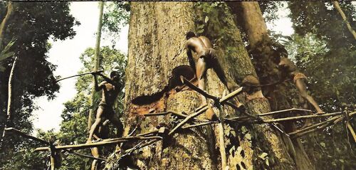 Abattage D'un Sipo - Jc Nourault