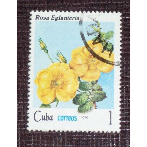 Theme Fleurs - Timbre Oblitéré De Cuba (Ref : Tfl-07)