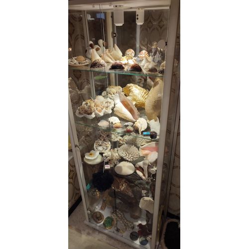 Vitrine Coquillages