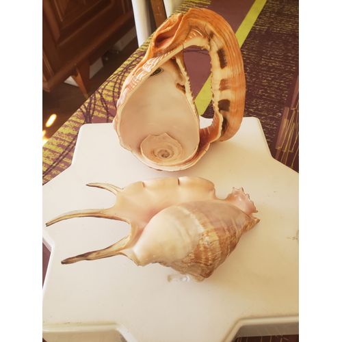 Coquillages Naturels Décoration