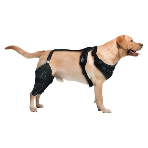 Genouillere Pour Chien, Bandage Pour Pattes Arriere, Support Reglable Pour Pattes Arrieres De Grands Chiens, Polyester Xl
