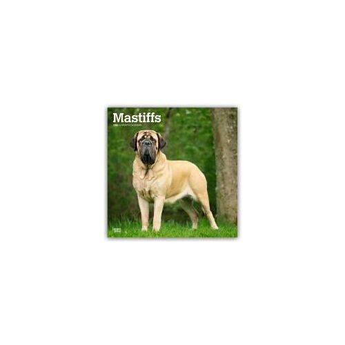 Mastiffs 2026 Square Flap Calendar Calendar Book