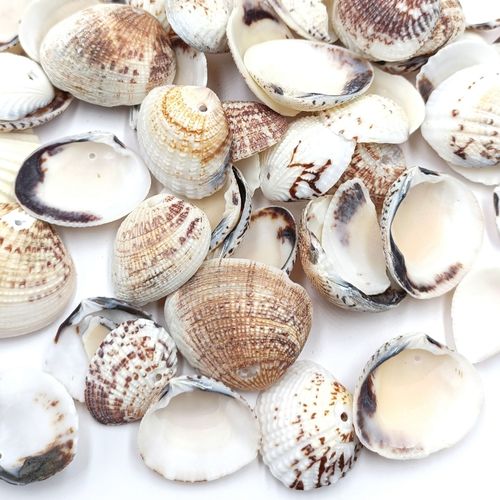 Perles Coquillages Coques Percé 21 29 Mm - Lot De 20 Unités, Fabrication Bijoux Et Activités Créatives Diy