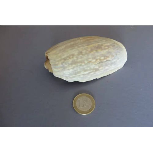 Ancien  Coquillage Conus De Collection