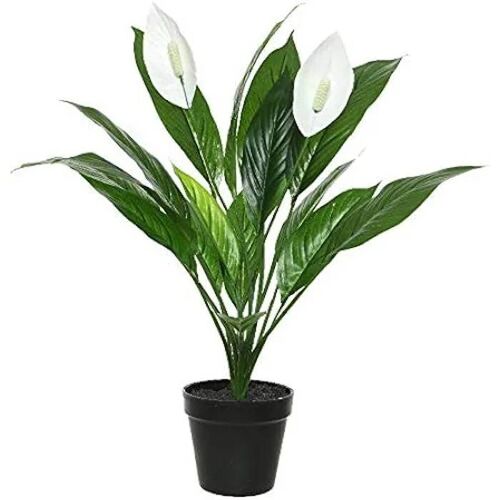 Plante Artificielle - EDM - Espatifilo - 45 x 57 cm - Plastique - Blanc