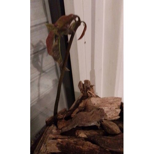 Plante De Mangue Manguier