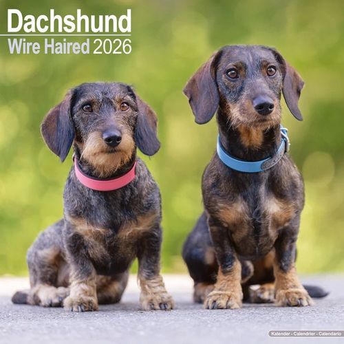 Wirehaired Dachshund Calendar 2026 Square Dog Breed Wall Calendar - 16 Month Calendar Book