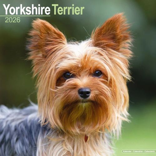 Calendrier Yorkshire Terrier 2026