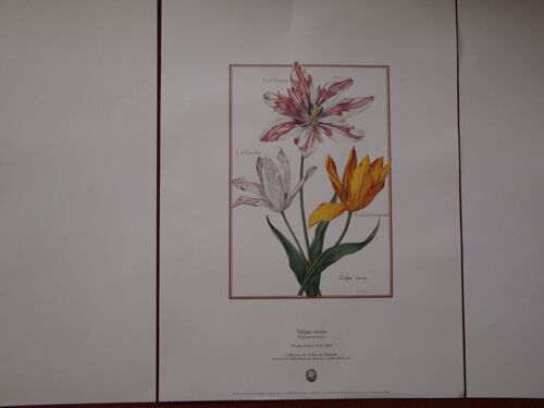 Velin Du Museum: Tulipes Variées (Nicolas Robert 1614-1685)