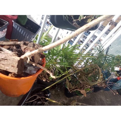 Oranger Du Mexique Plante