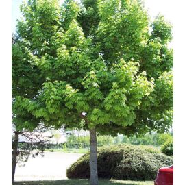 Érable Plane Acer Platanoides 50-60 Cm Racines Nues Vendu De Novembre À Mars