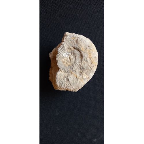 Fossile Ammonite 70mm