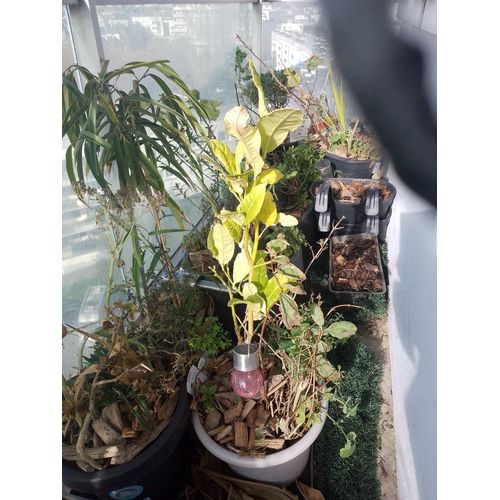 Citronnier Jaune Grande Taille Plante Très Bien Entretenu