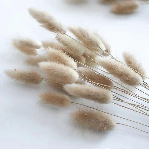Fleurs Lagurian séchées naturelles - Lot 100 ovales - Décoration mariage