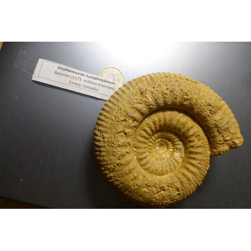 Ammonite Stephanoceras Humphresianum