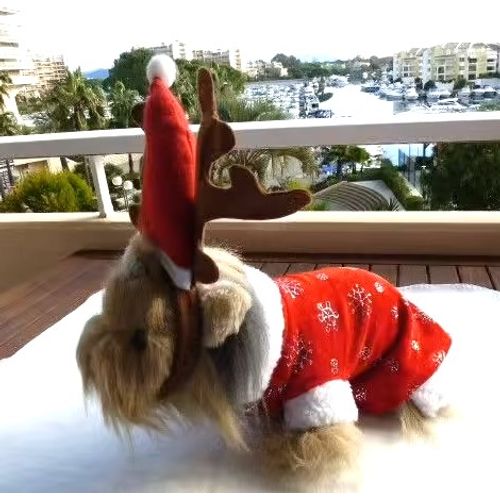 Déguisement De Noël Pour Petit Chien Manteau Et Serre Tête Cerf