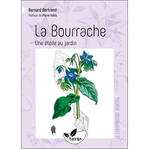 La Bourrache, Une Étoile Au Jardin !