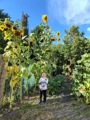 Graines De Tournesol Géant 🌻