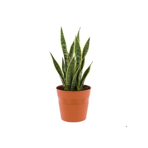 Pot À Seau Rond Ø19 Cm Terre Cuite Minimaliste H 18.5 Cm