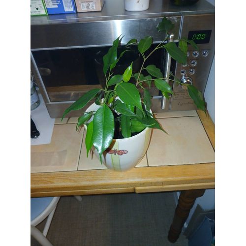 Petit ficus dans pots en terre cuite blanc et jaune avec des papillon