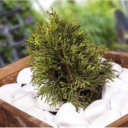 VELLES Pierres Blanches Galets Pierres Décoratives Gravier Pierres Décoratives pour Aquarium pour Travaux Manuels Gravier Décoratif Pierres de Jardin Grandes Pierres Pierre Décorative de Jardin Blanc